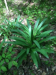 Hymenocallis occidentalis