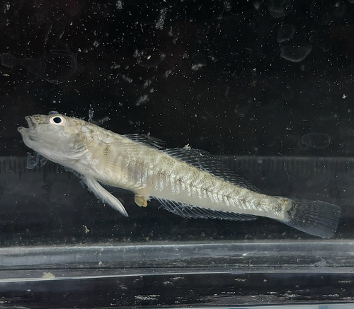 Monkey Goby, Bilohirsk District, Crimea, UA, photo 6 of 10