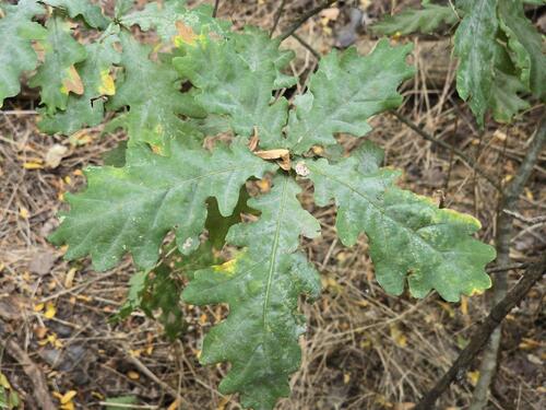 English oak