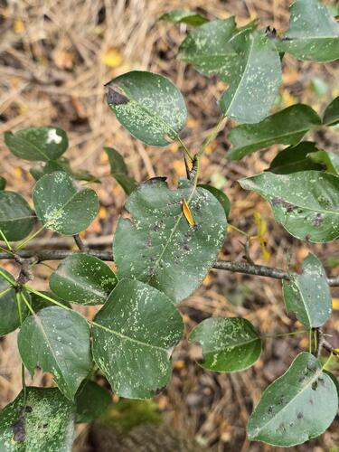 Common Pear