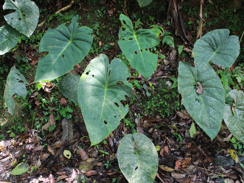 Homalomena observed 2026-07-27