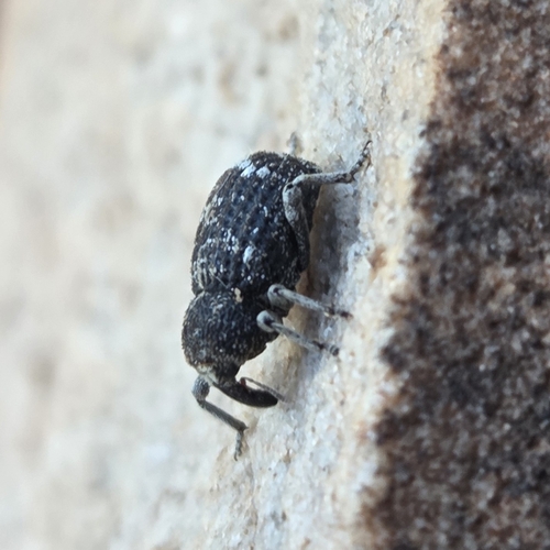 Cactus Weevils