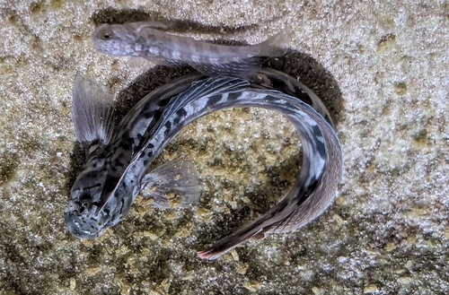 Istiblennius lineatus observed 2026-09-03