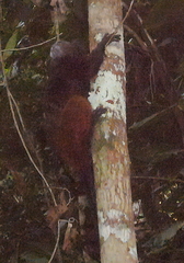 Saguinus weddelli weddelli