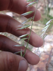 Melica stricta