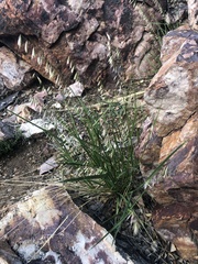 Melica stricta