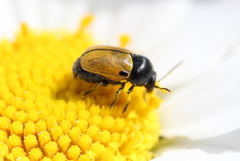 Cryptocephalus rugicollis