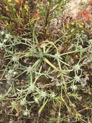 Eryngium pendletonense