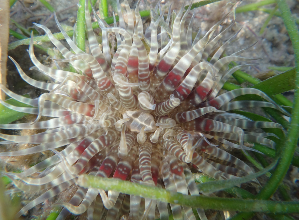 Boloceroididae