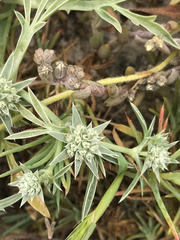 Eryngium pendletonense