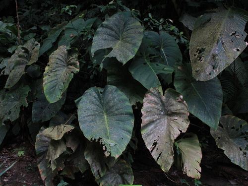 Homalomena observed 2026-07-27