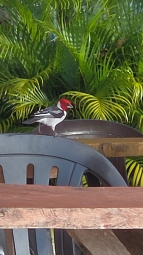 Red-cowled Cardinal