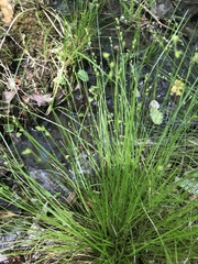 Carex brunnescens