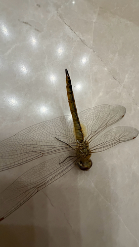 Wandering Glider