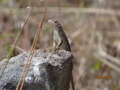 Sceloporus albiventris
