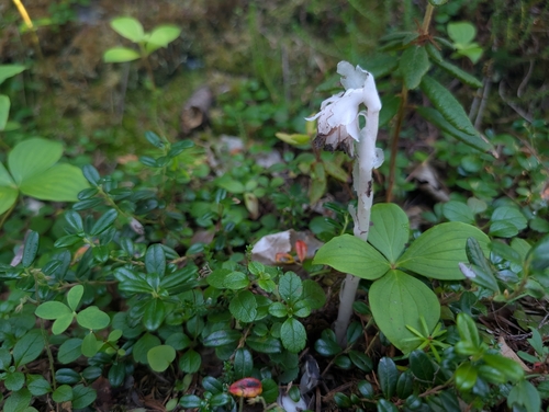 Ghost Pipe