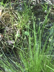 Carex brunnescens