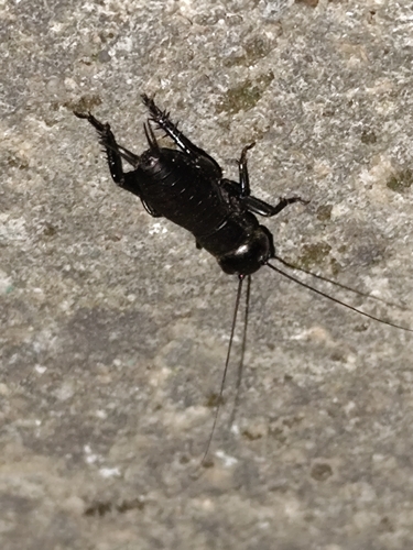 European Field Cricket