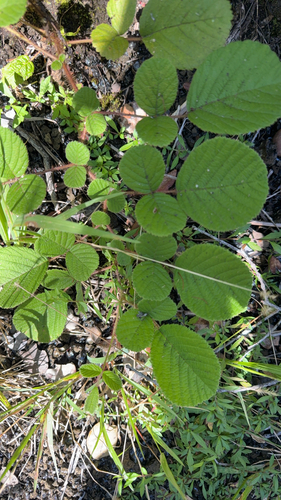 Rubus ellipticus observed 2026-09-02