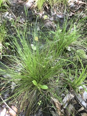 Carex brunnescens