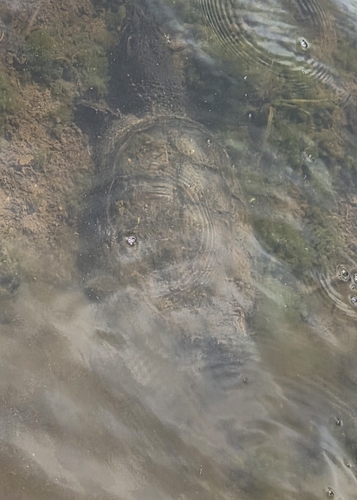 Common Snapping Turtle