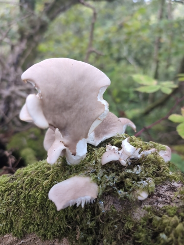 Pleurotus ostreatus — no rights reserved