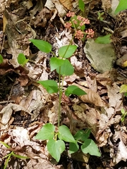 Thaspium trifoliatum trifoliatum