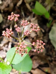 Thaspium trifoliatum trifoliatum