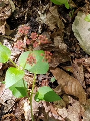 Thaspium trifoliatum trifoliatum