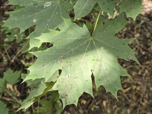 Norway maple