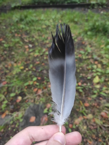 Plume de Pigeon colombin