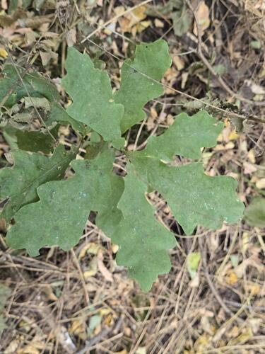 English oak