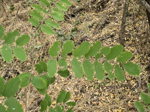 black locust