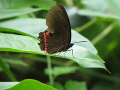 Biblis