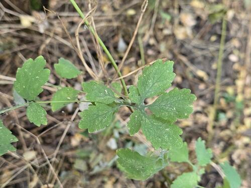 Greater celandine