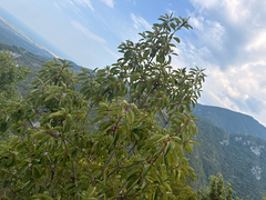 Arbutus andrachne