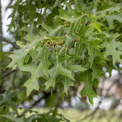 Quercus ellipsoidalis, photograph 2