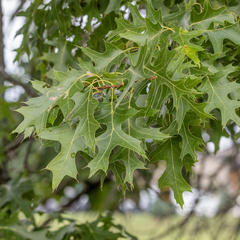 Quercus ellipsoidalis, photograph (c) Dan Vickers, some rights reserved (CC BY)