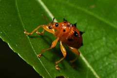 Hoplapoderini