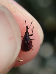 Tatianaerhynchites aequatus