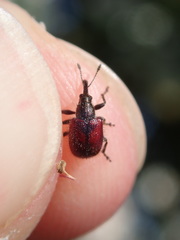 Tatianaerhynchites aequatus