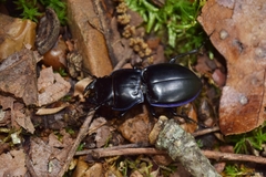 Pasimachus punctulatus