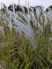 Miscanthus sacchariflorus