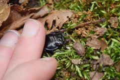 Pasimachus punctulatus