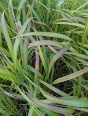Miscanthus sacchariflorus, photograph (c) Brad McLeod, some rights reserved (CC BY)