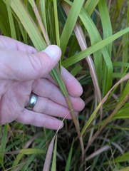 Miscanthus sacchariflorus, photograph (c) Brad McLeod, some rights reserved (CC BY)