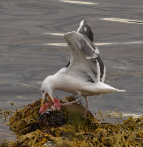 Great Black-backed Gull