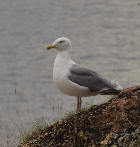 European Herring Gull