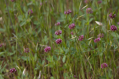Trifolium ciliolatum