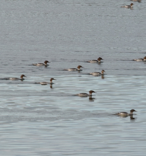 Common Merganser